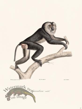 Cuvier 387 Male Ouanderou